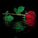 rosa