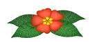 Orange flower