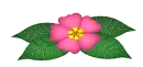 pink flower
