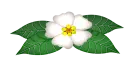 white flower