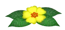yellow flower