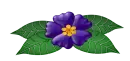 purple  flower