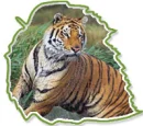 Tiger in a maple leaf