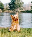 Yorkie Lover!