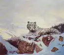 White Tiger laying on snowy moutian