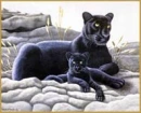 Panther and her cub