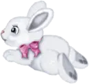 funny bunny