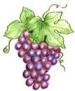 Grapes