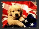 Amercian puppy