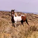 beautiful horse