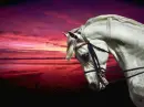 White horse