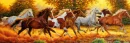 Running horses