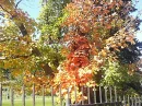 Pretty Autum Leaves