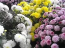 3 Differant Color Flowers