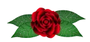 red Rose