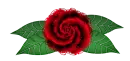 red Rose