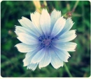 flower`s