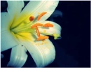 white flower