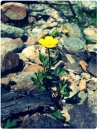 yellow flower