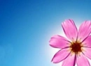 pink flower