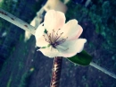 white flower