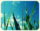 grass