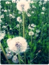 puff