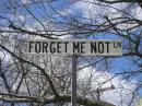 Forget me not