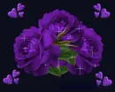 purple flowers