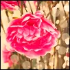 pink flower