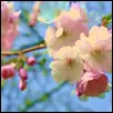 cherry blossoms