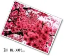 Cherry Blossom Snapshot
