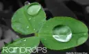 Raindrops