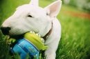 bull terrier