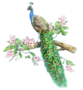 peacock