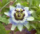 passion flower