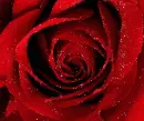 Glittering Red Rose