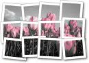 Pink Tulip Photo Spread