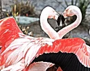 Flamingo Love