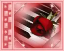 Piano Rose
