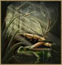 Frog Fairy