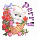 cute cat perry