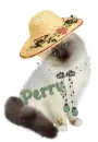 cute cat perry