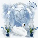 beautiful swan