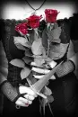 Three Red Roses
