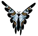 butterfly