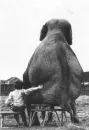 Elephant love