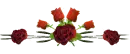 rosas  