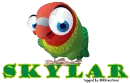 Colorful Parrot -Skylar-