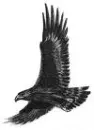 eagle flying